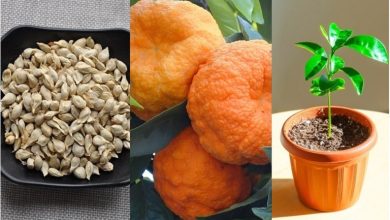 روش کاشت هسته نارنج در گلدان+ نکات نگهداری آن