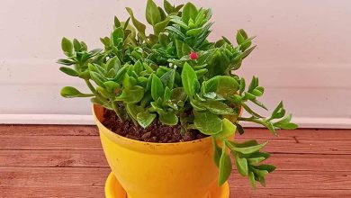 آشنایی با گیاه گل یخی؛ نحوه تکثیر و قلمه زدن