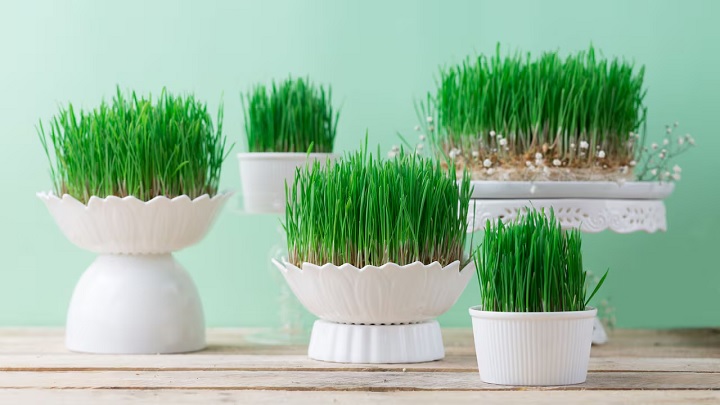 بهترین زمان کاشت سبزه گندم بهترین زمان کاشت سبزه گندم