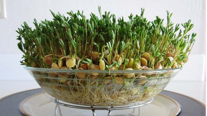 بهترین زمان کاشت سبزه عدس بهترین زمان کاشت سبزه عدس