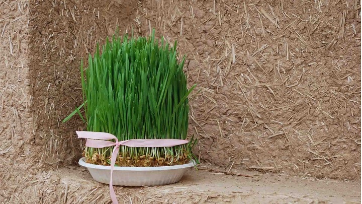 نکاتی برای کاشت انواع سبزه عید نکاتی برای کاشت انواع سبزه عید