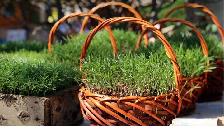 بهترین زمان برای کاشت سبزه ارزن بهترین زمان برای کاشت سبزه ارزن