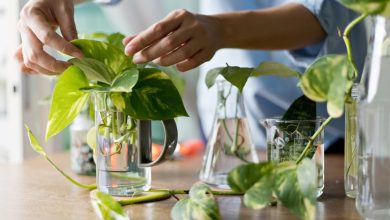 5 روش تکثیر و قلمه زدن گیاه پتوس+ نکات کلیدی