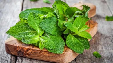 آموزش گام به گام کاشت آسان نعنا در آبکش