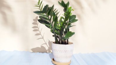 روش‌های نگهداری و تکثیر گل آپارتمانی زامیفولیا