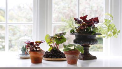 روش نگهداری گل بگونیا رکس در آپارتمان + نحوه تکثیر و پرورش