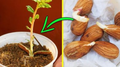 آموزش کاشت بادام در گلدان و پرورش آن+ روش نگهداری