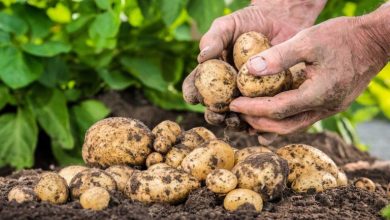 نحوه کاشت و برداشت سیب زمینی