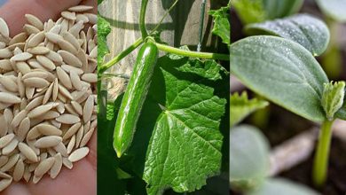 کاشت خیار در گلدان