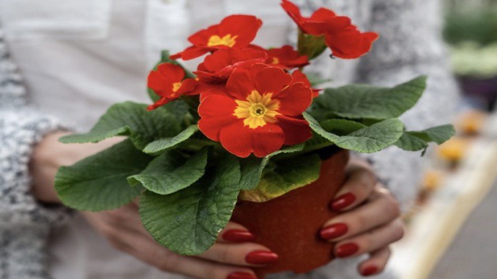 شرایط نگهداری از گل پامچال شرایط نگهداری از گل پامچال