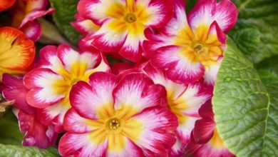 کاشت گل پامچال برای عید + بهترین زمان کاشت و روش نگهداری