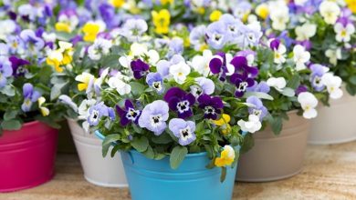 کاشت گل بنفشه برای عید + بهترین زمان کاشت و روش نگهداری