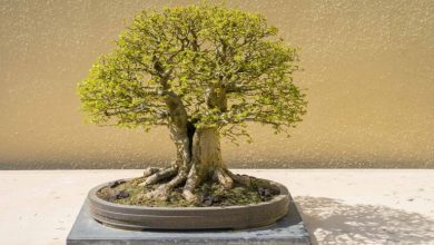 بهترین روش نگهداری و پرورش (تکثیر) بن سای در خانه + نکات