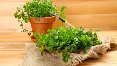 کاشت گیاه جعفری و تگهداری در منزل