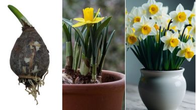 کاشت گل نرگس