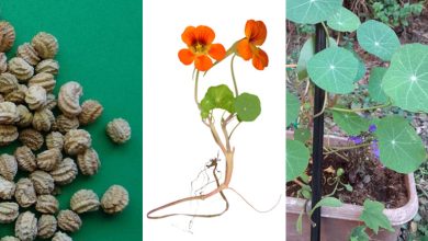 کاشت گل لادن برای نوروز