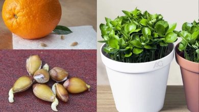 3 روش کاشت سبزه عید با هسته پرتقال+ زمان کاشت و نگهداری آن