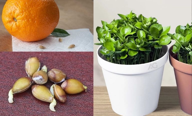 3 روش کاشت سبزه عید با هسته پرتقال+ زمان کاشت و نگهداری آن
