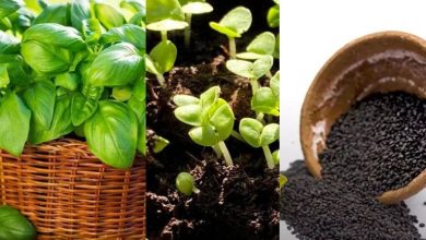 روش کاشت سبزه ریحان برای عید نوروز+ روش نگهداری و زمان کاشت