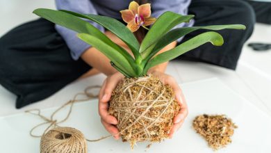 طرز ساخت گیاه کوکداما در منزل