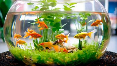 سبزه در تنگ