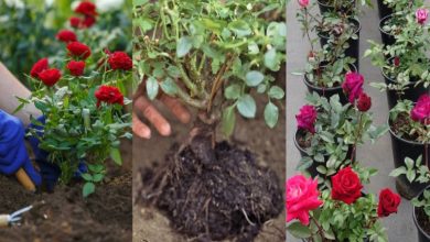 روش ریشه زدن گل رز چیده شده و کاشت آن در گلدان + نکات مهم