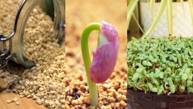 3 روش کاشت سبزه کنجد برای عید + زمان کاشت و نگهداری آن