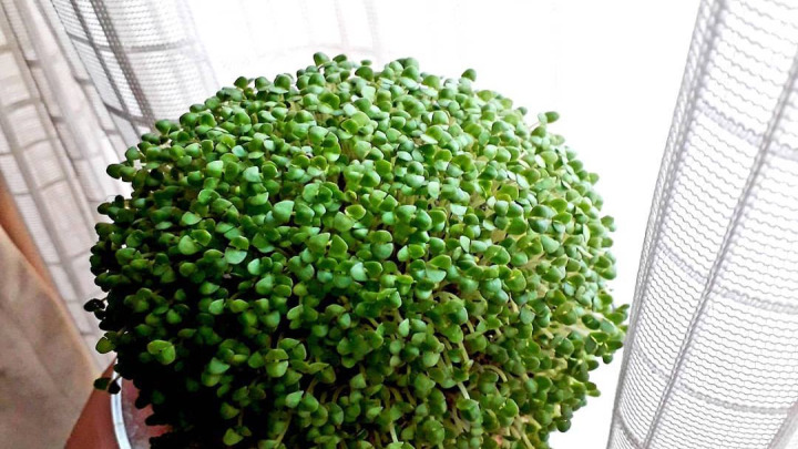 نکات مهم برای نگهداری سبزه توپی