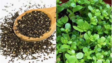 سبزه خرفه برای عید+ بهترین زمان کاشت و نگهداری