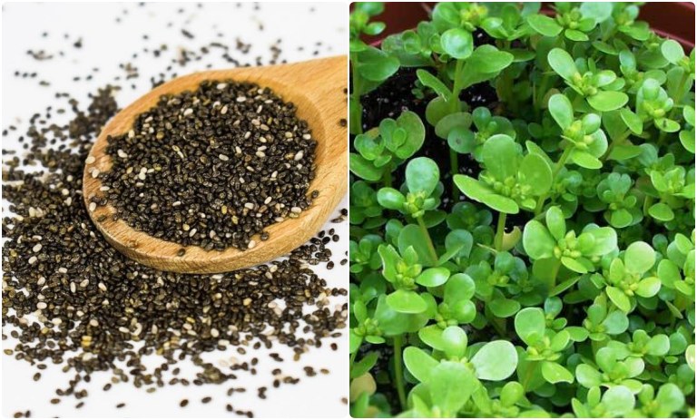 سبزه خرفه برای عید+ بهترین زمان کاشت و نگهداری