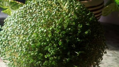 آموزش کاشت سبزه توپی+ روش نگهداری