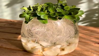 کاشت سبزه شناور