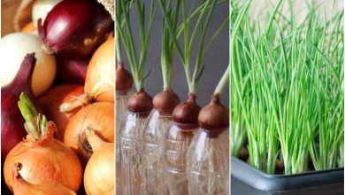 نحوه کاشت سبزه عید با پیاز+ بهترین زمان کاشت و نگهداری