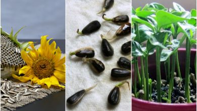 آموزش کاشت سبزه تخمه آفتابگردان + روش نگهداری و زمان کاشت