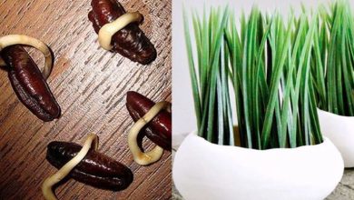 آموزش کاشت سبزه هسته خرما+ بهترین زمان کاشت و نگهداری