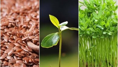 کاشت سبزه تخم کتان برای عید + زمان کاشت و روش نگهداری