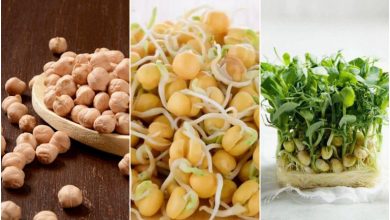 کاشت نخود برای سبزه عید + بهترین زمان و روش نگهداری