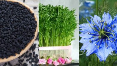 کاشت سبزه سیاه دانه