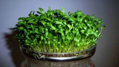 روش کاشت سبزه تخم کدو برای عید؛ مرحله به مرحله