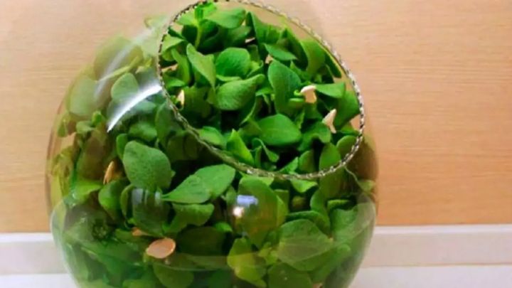 کاشت سبزه تخم کدو در تنگ کاشت سبزه تخم کدو در تنگ