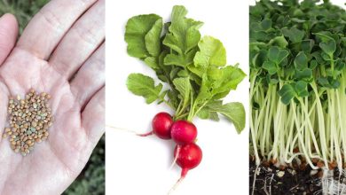 کاشت سبزه تربچه