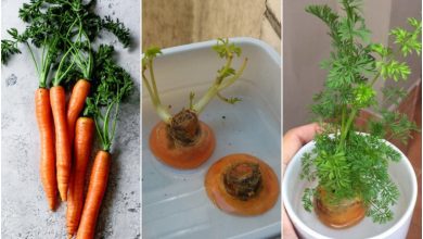 سبزه هویج برای عید + بهترین زمان کاشت و روش نگهداری