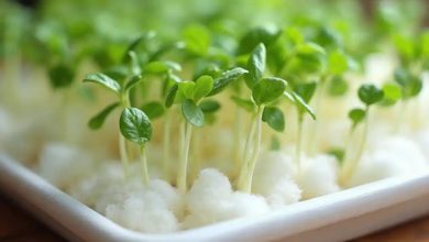 سبزه عید با پنبه