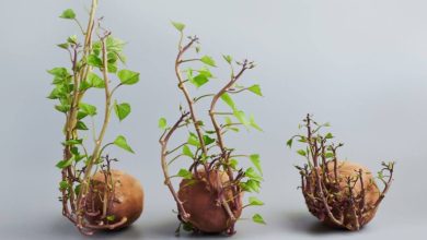 سیب زمینی شیرین برای سبزه عید + بهترین زمان و روش نگهداری