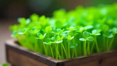 کاشت سبزه شاهی