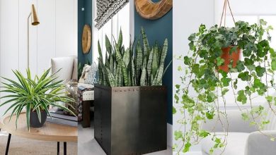 با این 5 گیاه شگفت‌انگیز، دکوراسیون خانه را در عید متحول کنید!