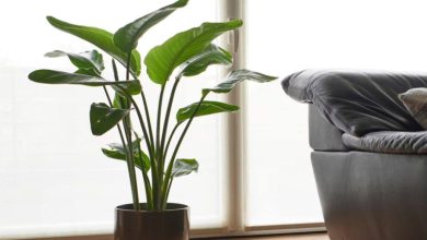 روش نگهداری گیاه نیکلای (پرنده بهشتی) + تکثیر و پروررش