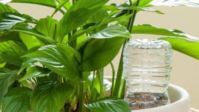 روشهای آبیاری گلدانها در مسافرت عید نوروز