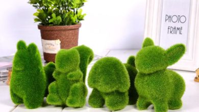 آموزش کاشت سبزه روی اسفنج و ابر