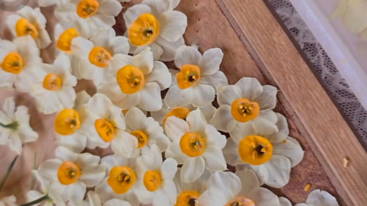 چند ایده برای تزئین سفره هفت سین با گل نرگس خشک شده چند ایده برای تزئین سفره هفت سین با گل نرگس خشک شده